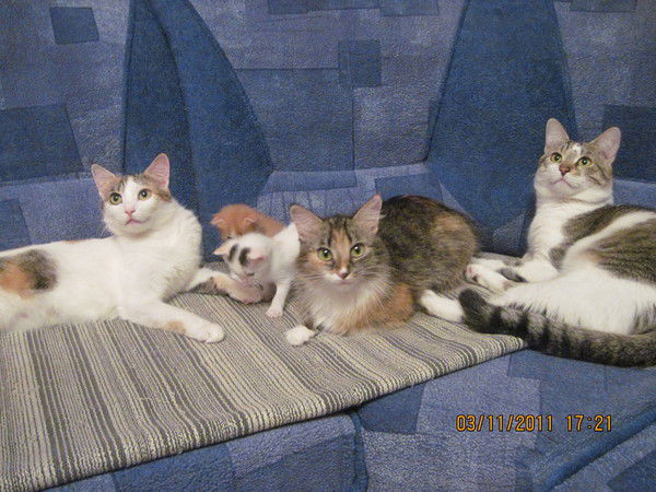 Владимир Вальвачев