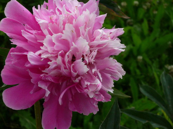 Наталья Мартышевская