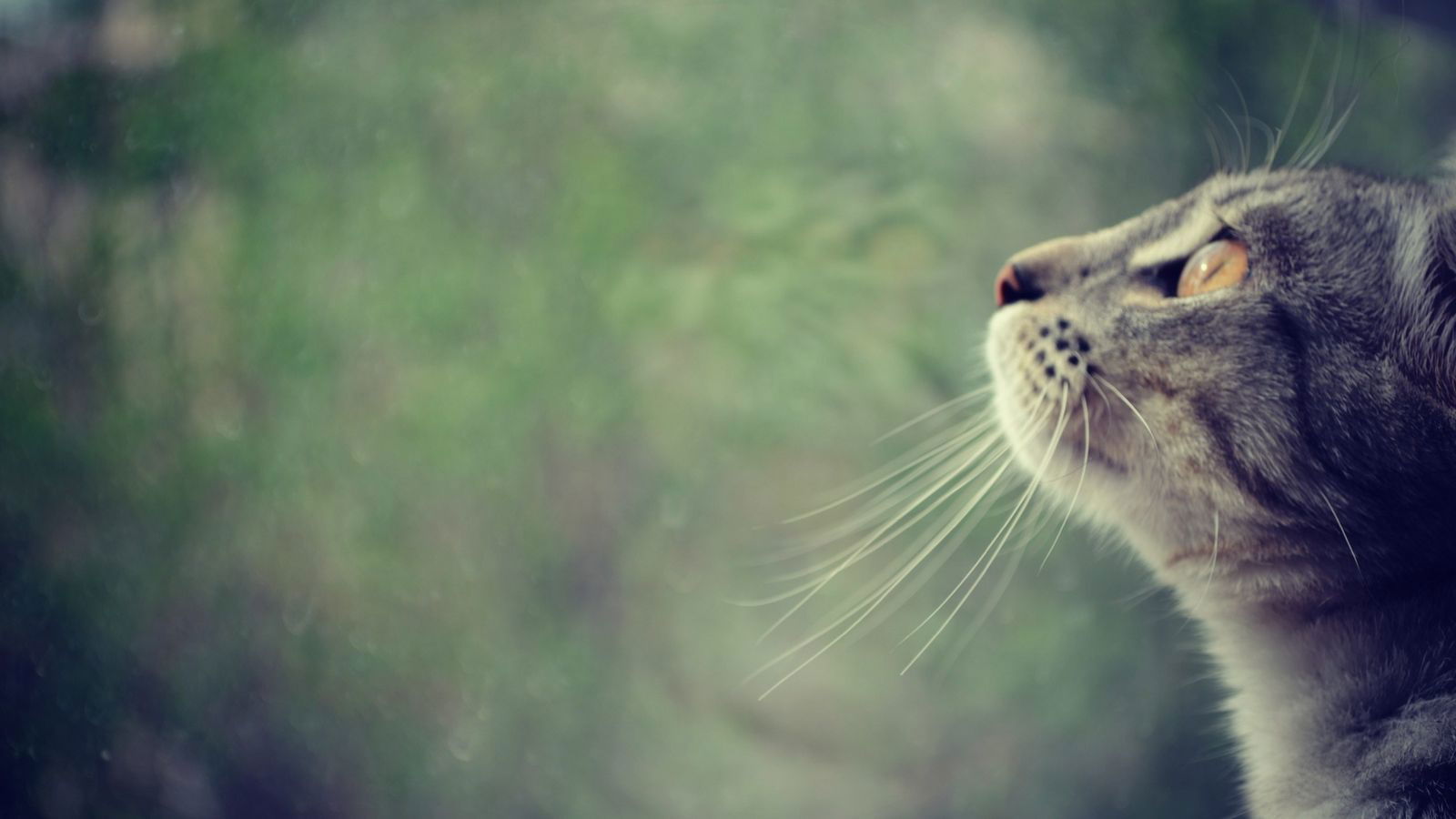 Влад Коноплёв