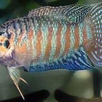 Алла Мерлушкна