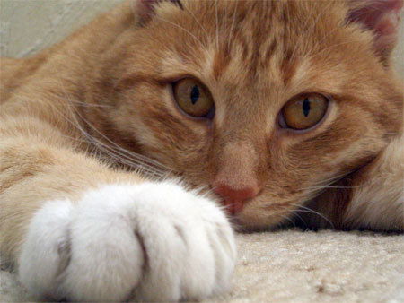 Ольга Тапилина