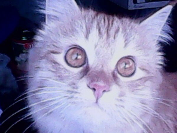 Елена Прозорова-Боброва