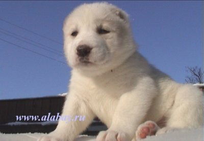 Аман Султанов