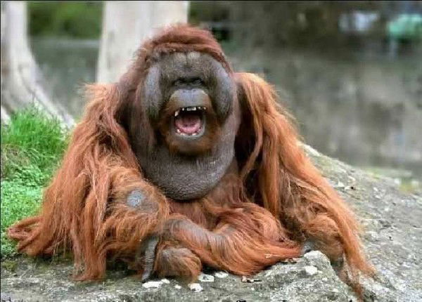 Ганс Геншер