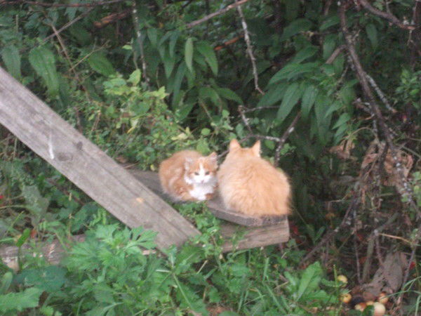 Екатерина Ставцева