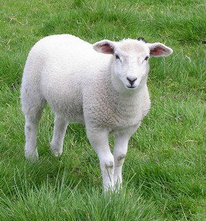 Антон Кравченко