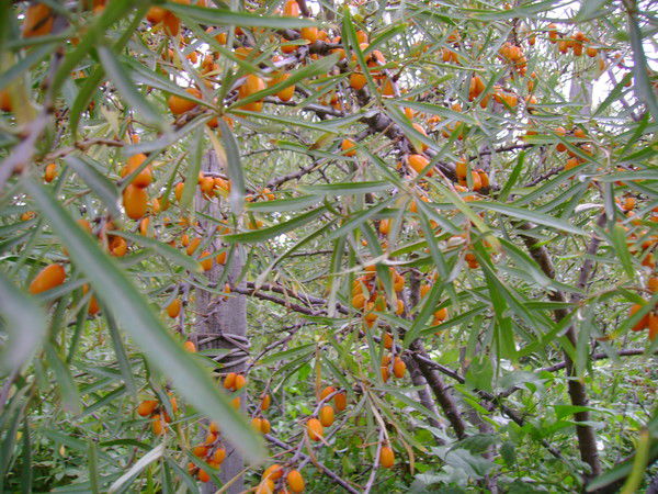 Надежда Дробышева