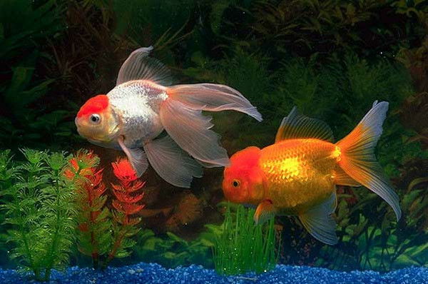 Ирина Головенкова