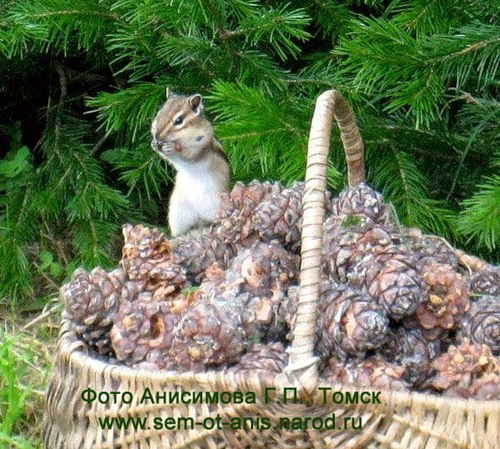 Ооо "тмс" Кушва