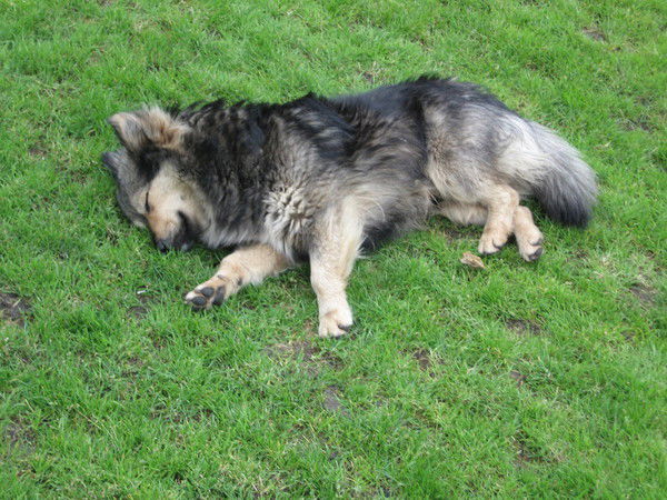 Тарас Ярмольчук