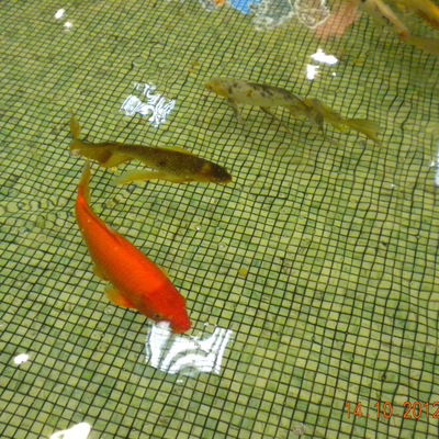 Даниил Олейник