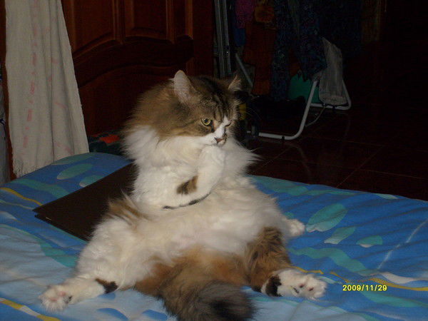 Татьяна Великанова