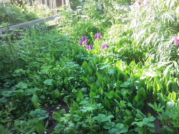 Галина Бургутова