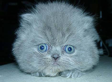 Светлана Бездольная