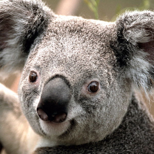 Василийбатуров Батуров