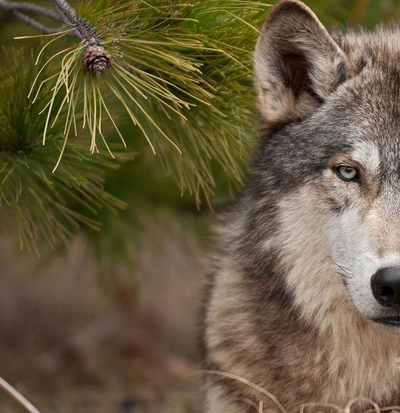 Алексей Белкин