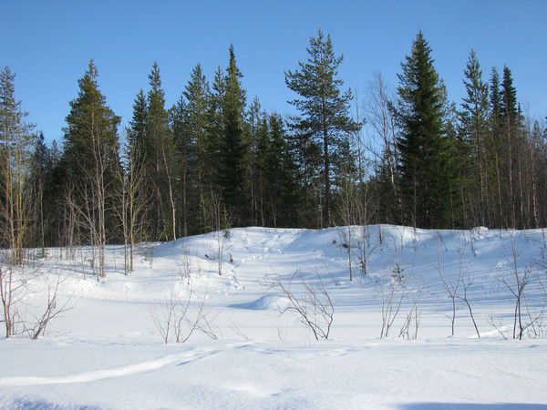 Елена Осипова