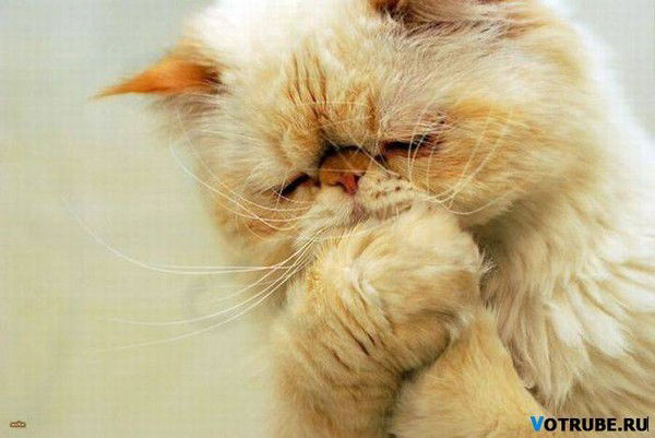 Сергей Стрельчук