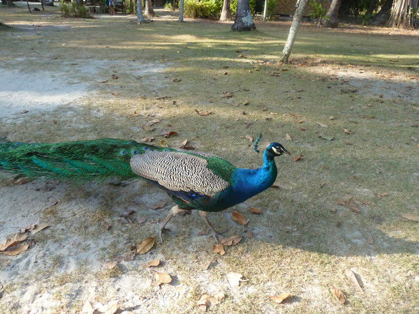 Владимир Лимбах