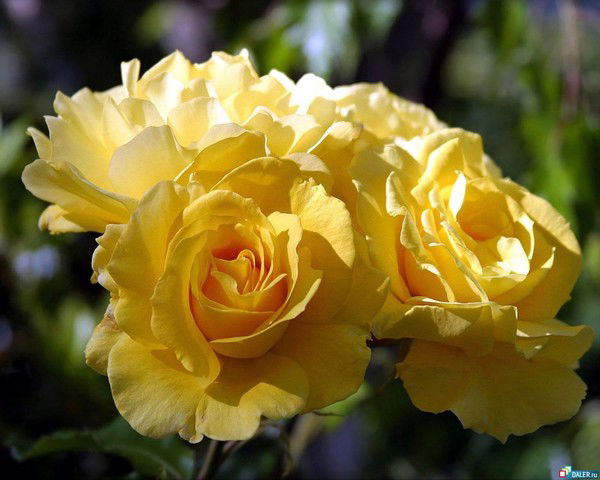 Макпал Нургожина