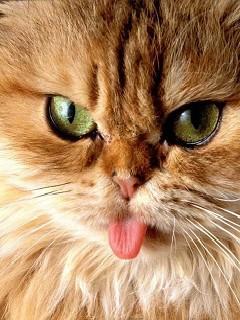 Валера Ширшов