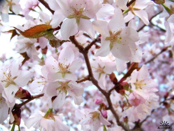 Татьяна Кулеш(Карпова)