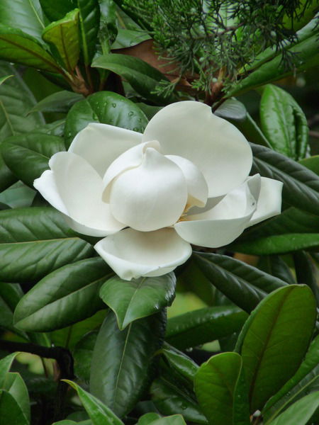 Елена Горбачева