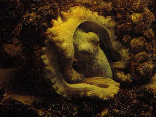 Артем Селезнев