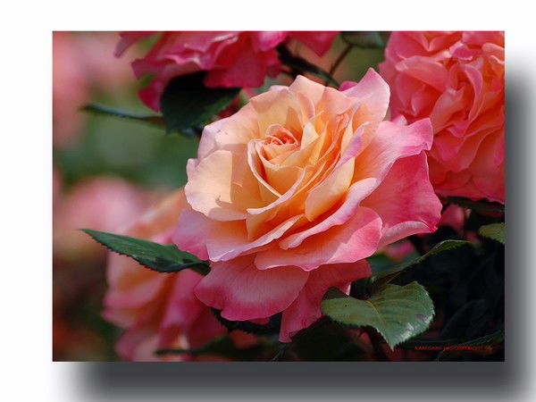 Елена Шихина