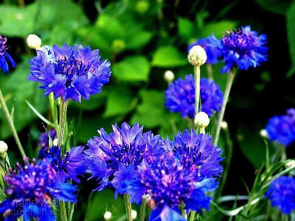 Нина Козлова