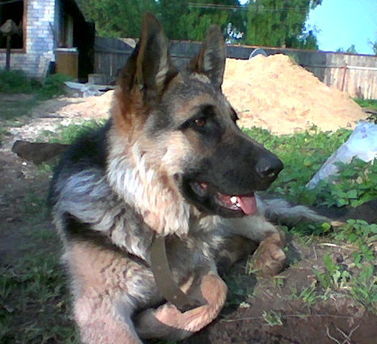 Алексей Калиев