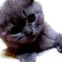 Классная Девка