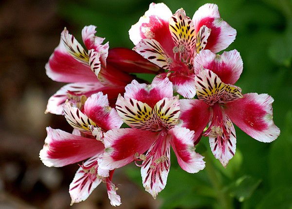 Римма Шкурова