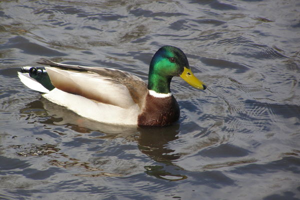 Денис Шалаев