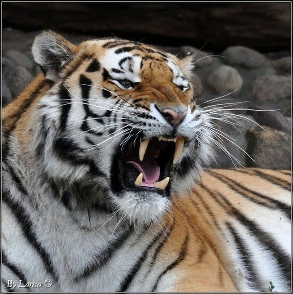 Константин Шолох