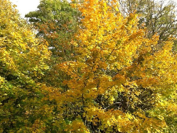 Светлана Урбет