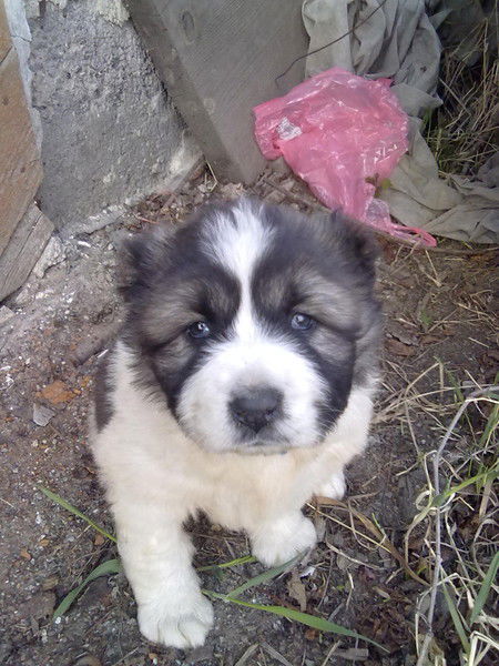 Татьяна Яхина