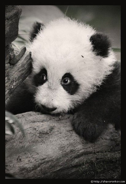 Ирина Ляжнина