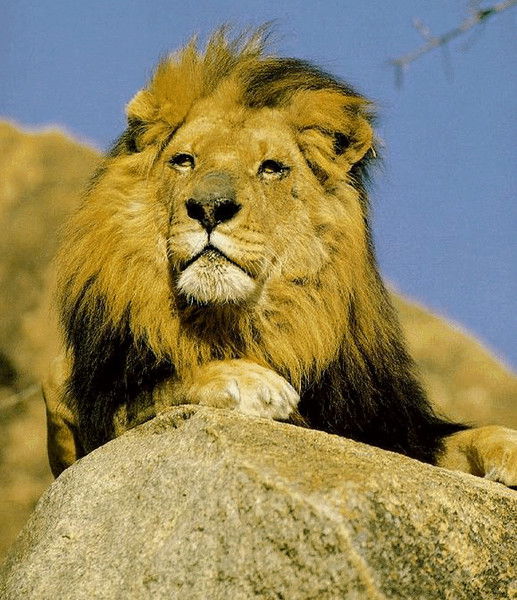 Арман Арманов