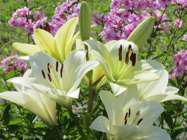 Дарья Владимировна