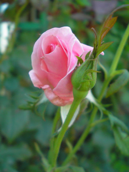 Светлана Коваленко