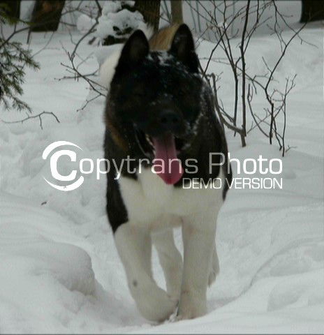 Наташа Промыслова