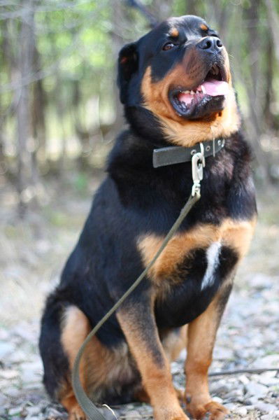 Павел Волков