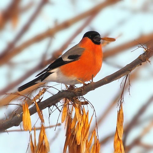 Ольга Малахова