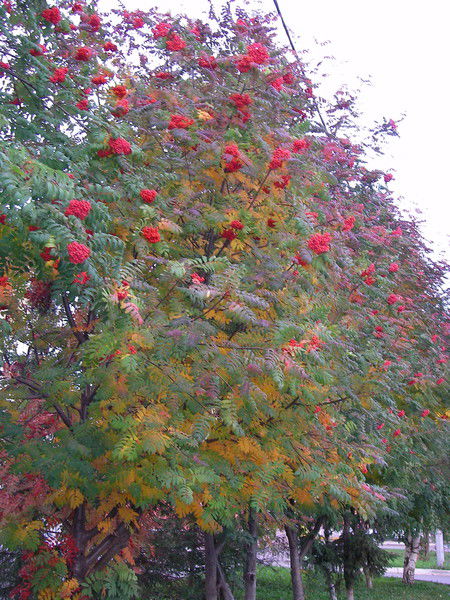 Рафкат Даутов