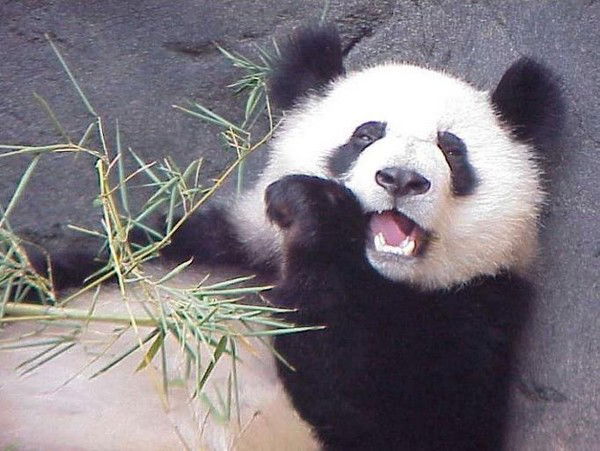 Игорь Горбаченко