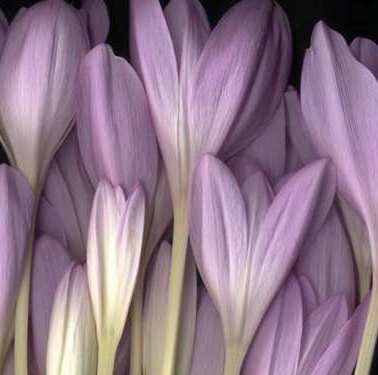 Ольга Занегина