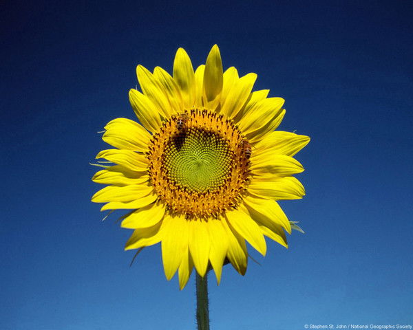 Елена Комарова