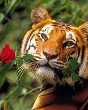 Елена Кошечка