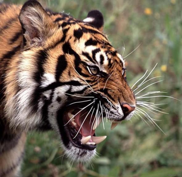 Роберт Труфакин